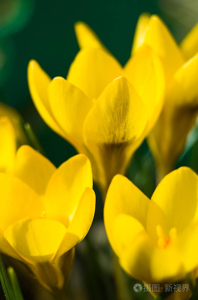 小春花盛开番红花轻轻地