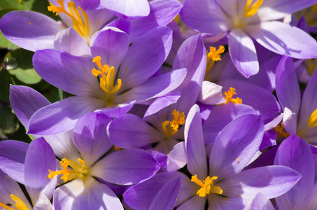 小春花盛开番红花轻轻地