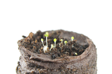 在白色背景上分离的百里香的发芽.泥炭片中的幼苗照片