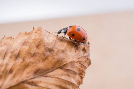 美丽的红色瓢虫，在一片干树叶上行走