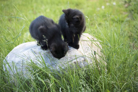 黑猫在绿草背景的石头上。户外黑小猫