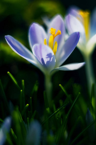 小春花盛开番红花轻轻地