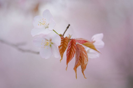 在春天的樱花