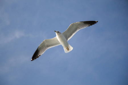 美丽在蓝蓝的天空中展翅翱翔的海鸥普通秋沙鸭在蓝蓝的天空中飞行的