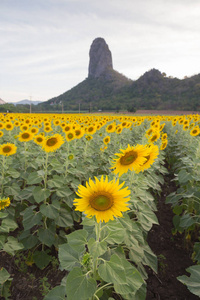 盛放花场与山背景