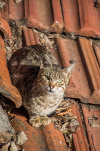 另一幅肖像的无家可归的流浪猫