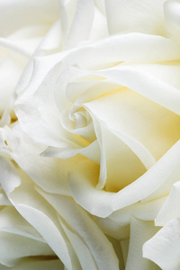 白玫瑰花蕾。特写