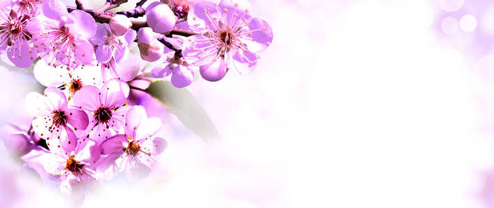 Flower.spring.nature.easter.floral 背景