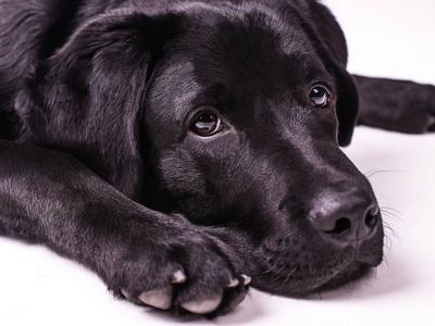 拉布拉多犬黑色的小狗，狗，孤立的白色背景上的五个月