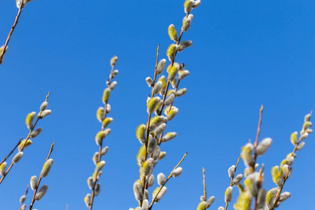 蓬松的芽早春的蓬松柔软柳芽照片