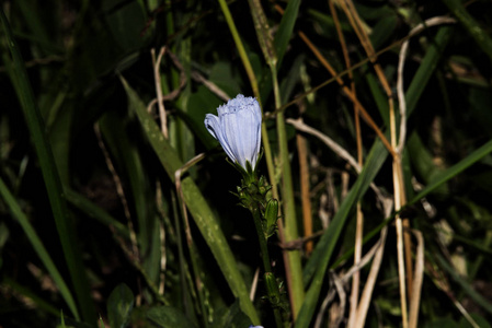 美丽的蓝色花朵的菊花