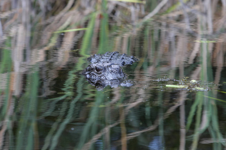 鳄鱼在大沼泽地国家公园