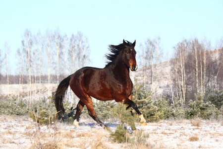 匹棕色的马，在冬天自由奔跑