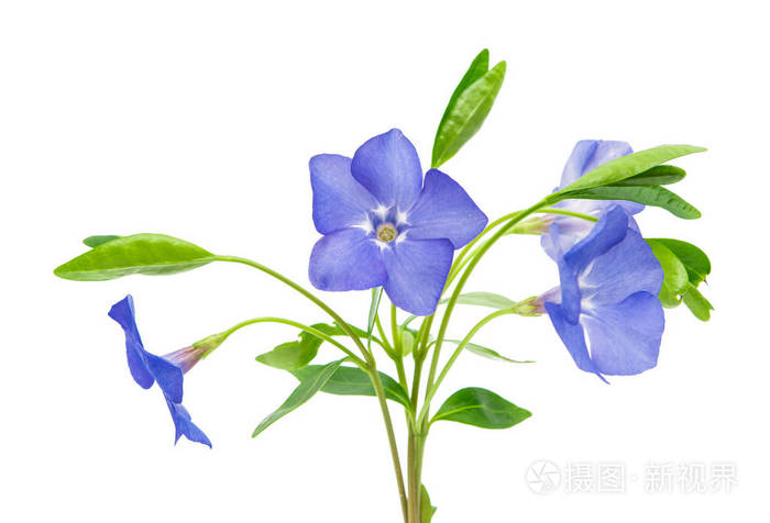 花蔓长春花中分离照片 正版商用图片0xttyy 摄图新视界