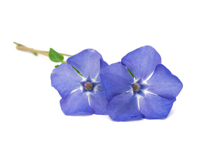 花蔓素材图片 花蔓图片素材下载 摄图新视界 花蔓素材图片 花蔓图片素材下载 摄图新视界