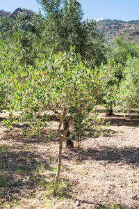 小橄榄树在庭院在西西里岛