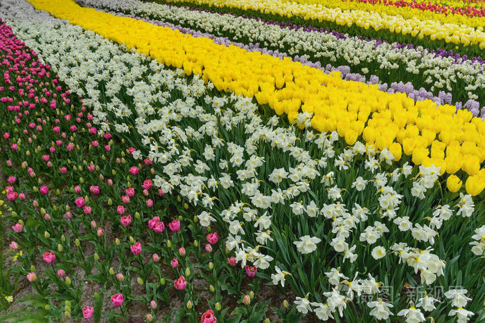 五颜六色的图本, 荷兰春天库肯霍夫花园的纳齐森