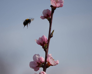 蜜蜂在春天绽放的桃花