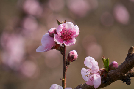 春天桃花