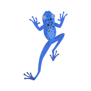 青蛙搞笑卡通热带蓝色动物卡通自然图标和孤立吉祥物字符有趣森林野生蟾蜍两栖动物矢量图