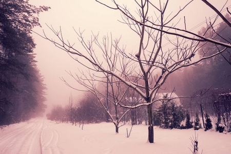 农村冬天下雪景观图片