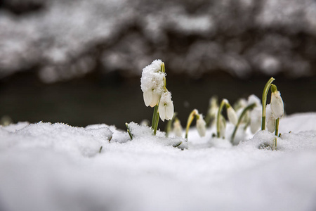 雪下的第一批雪滴