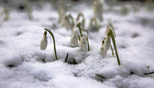 雪下的第一批雪滴