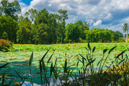 绿色景观与树木附近的湖泊和美丽的天空作为背景照片在印度尼西亚茂物