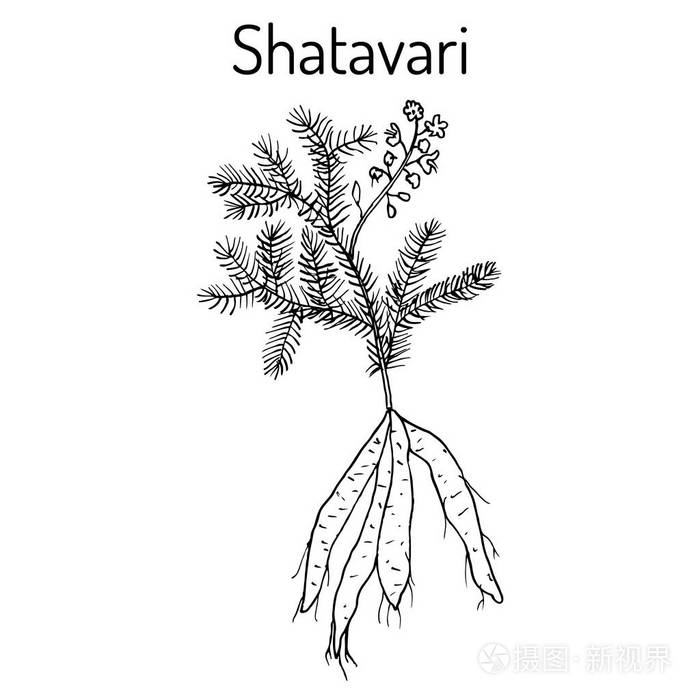 Shatavari 芦笋总状或 shatamull，药用植物