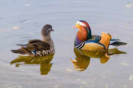 德雷克鸳鸯图片
