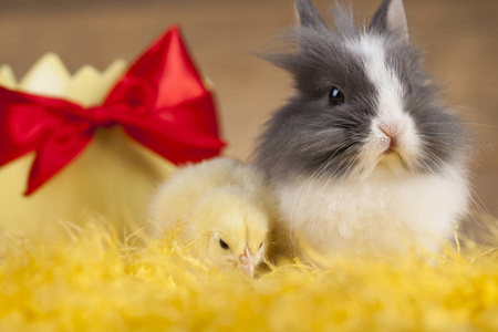 小小鸡和兔子