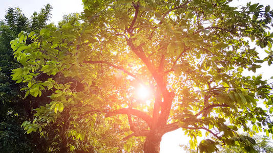 阳光和树