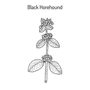 黑薄荷 Ballota 黑质，药用植物