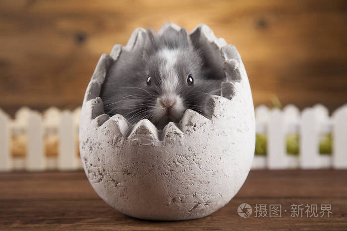 复活节动物兔子蛋