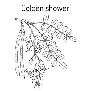 金色的淋浴或雨树决明子瘘，药用植物