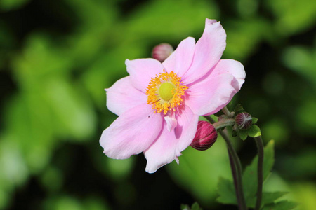 日本海葵的花蕾