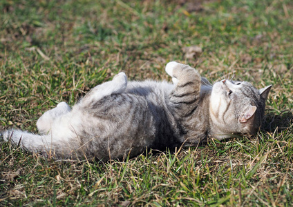 狸花猫天门在草地上