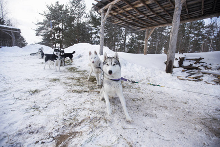 狗拉雪橇在停车场