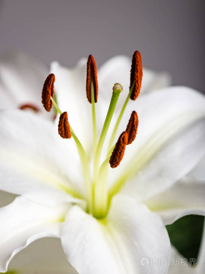 美丽的白色鲜花与特写模糊背景