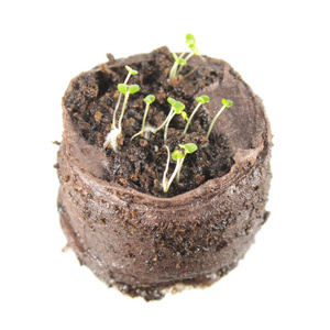 中百里香的幼苗开花早午餐隔离在白色在白色背景上分离的百里香的发芽