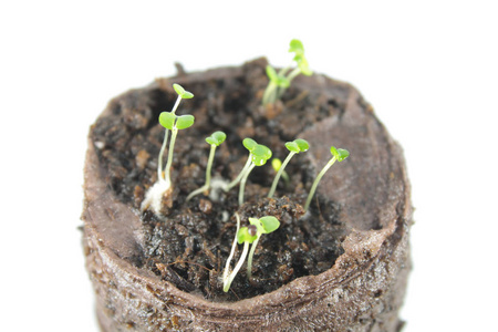 土苗白背景离土碎屑中百里香的幼苗照片