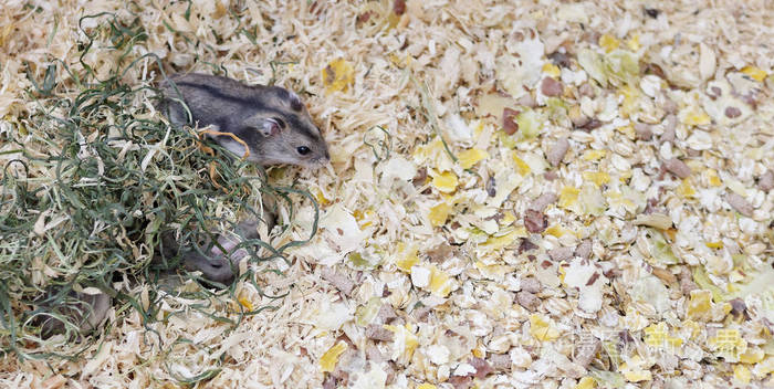 黑线毛足鼠.准噶尔在笼子里的仓鼠
