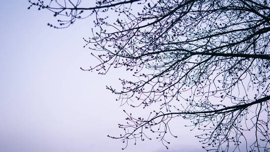 树枝与芽在日落。春天的树特写镜头。浅对焦