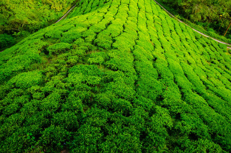 在马来西亚的茶叶种植园