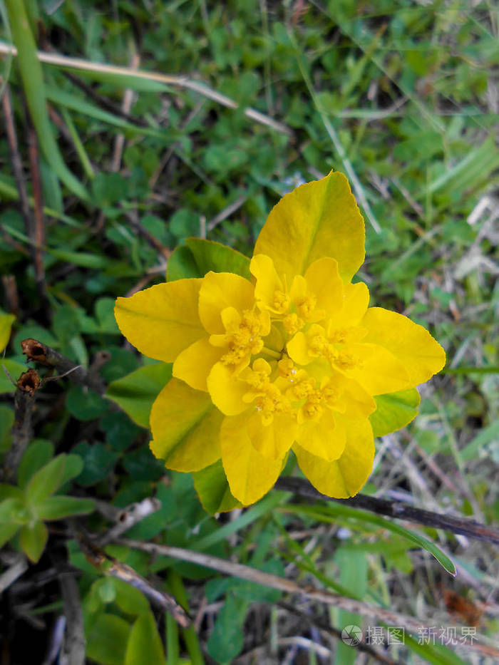 黄大戟花在草地上