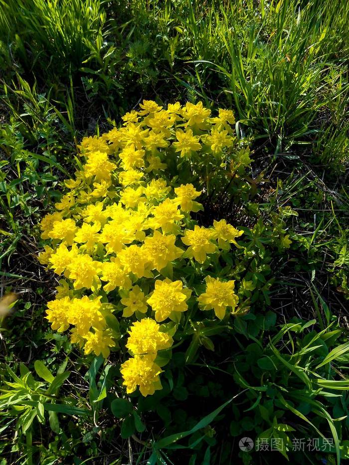 黄大戟花在草地上