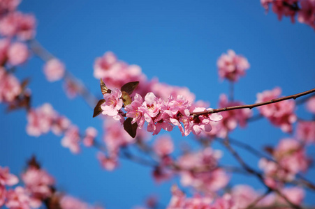 开花的黑色梅花枝头