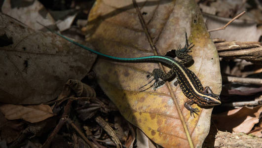 与绿尾蜥蜴在森林的蜥蜴景观与沙漠 仙人掌 头骨和蜥蜴diceratops