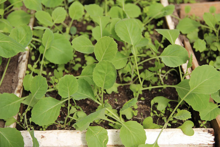 从盒子里的种子中生长出来的春季早期卷心菜幼苗照片