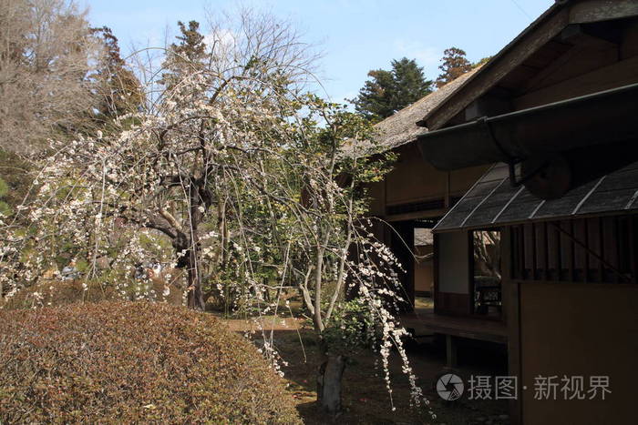 日本水户凯拉库的梅花和小白地照片 正版商用图片0xuer3 摄图新视界